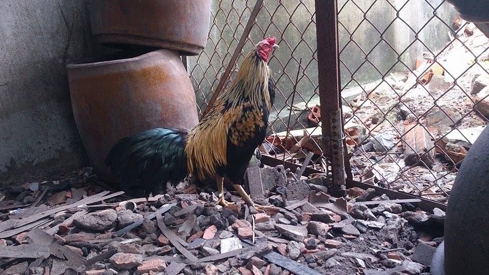 Hóc Môn Bán Gà Lai Máu <3 - 1