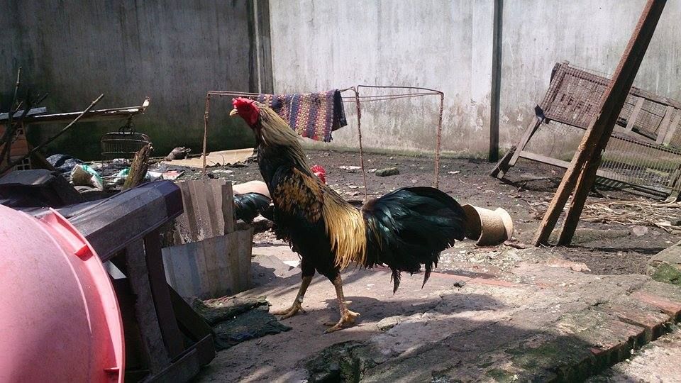 Hóc Môn Bán Gà Lai Máu <3 - 2