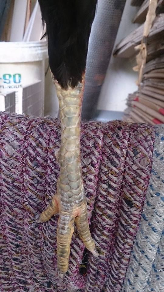 Hóc Môn Bán Gà Lai Máu <3 - 4