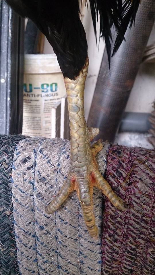 Hóc Môn Bán Gà Lai Máu <3 - 5