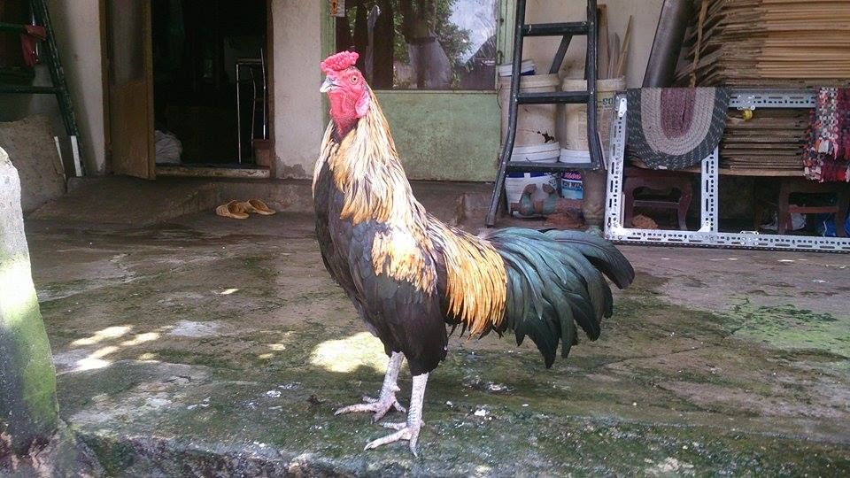 Hóc Môn Bán Gà Lai Máu <3 - 6