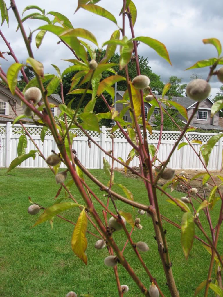 young peach tree leaves dying