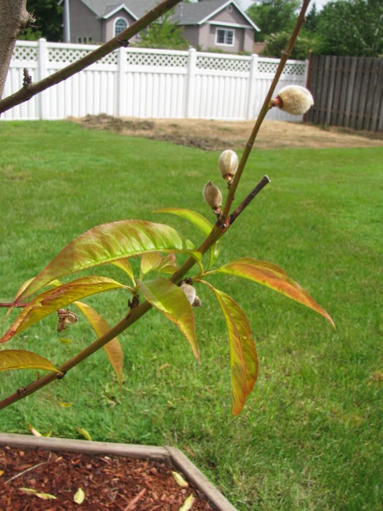 young peach tree leaves dying