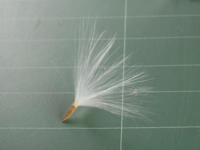 Về quê trồng cây lá giang