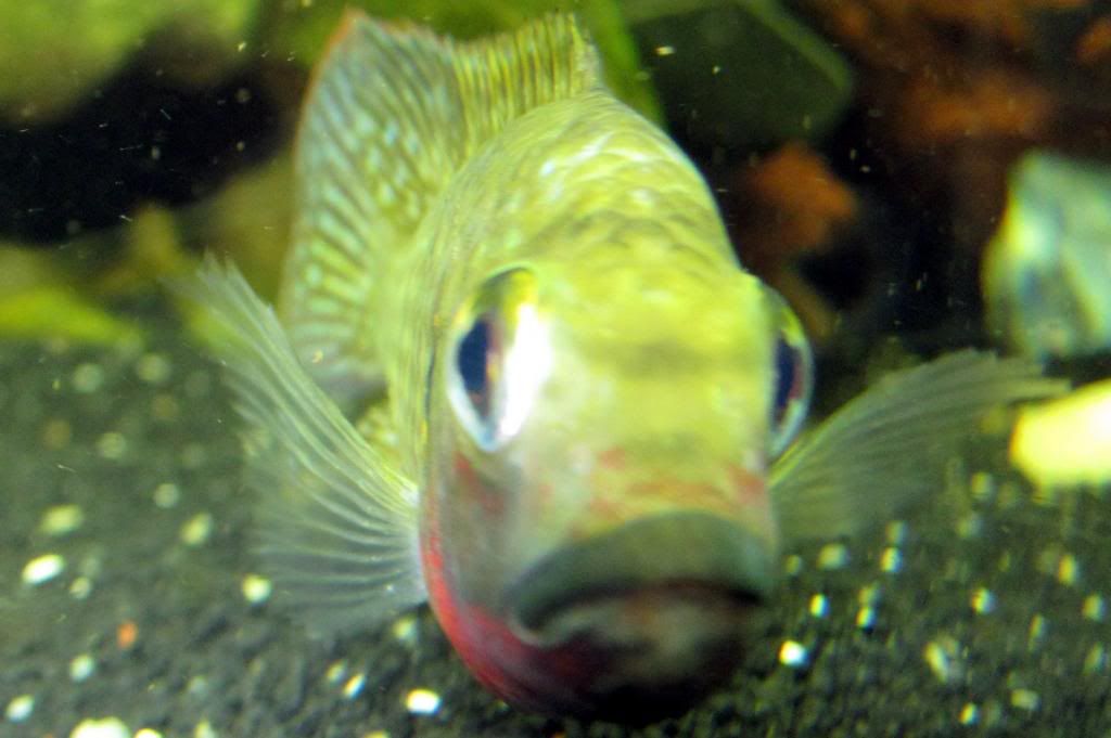 CichlidForum • Tilapia zillii