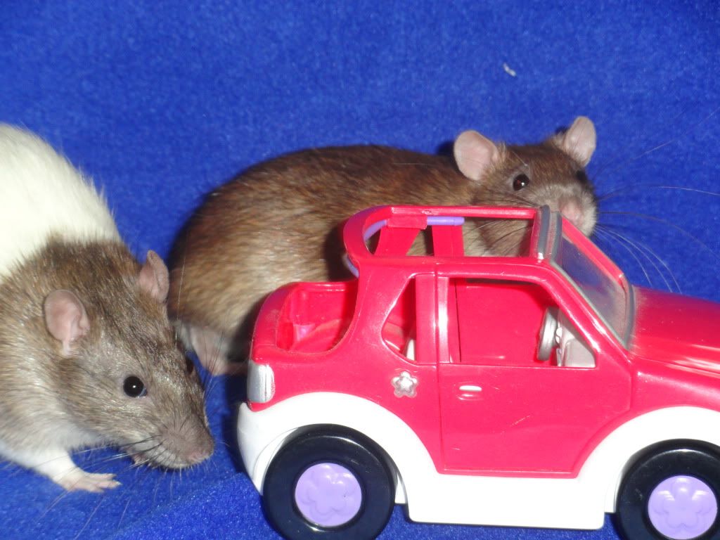 rat in car photo: car rats DSC04437.jpg