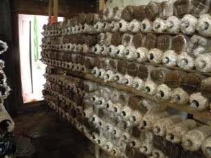 Agro Solo Jamur Agro Solo Jamur