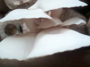 Siap Panen Siap Panen