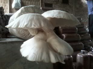 Siap Panen Siap Panen