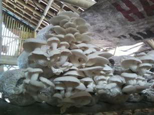 Jamur Segar Jamur Segar