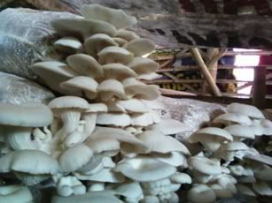 Agro Solo Jamur Agro Solo Jamur