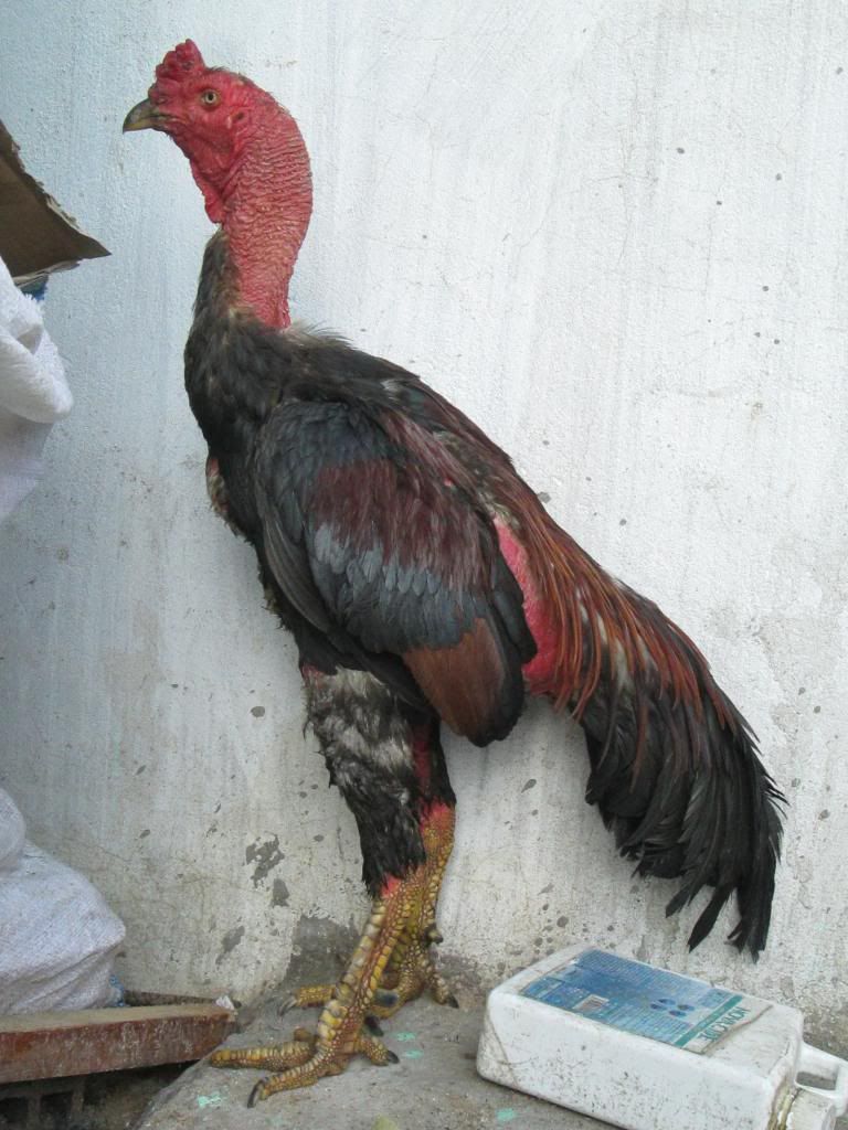 Gà đòn Linh Kê - 1