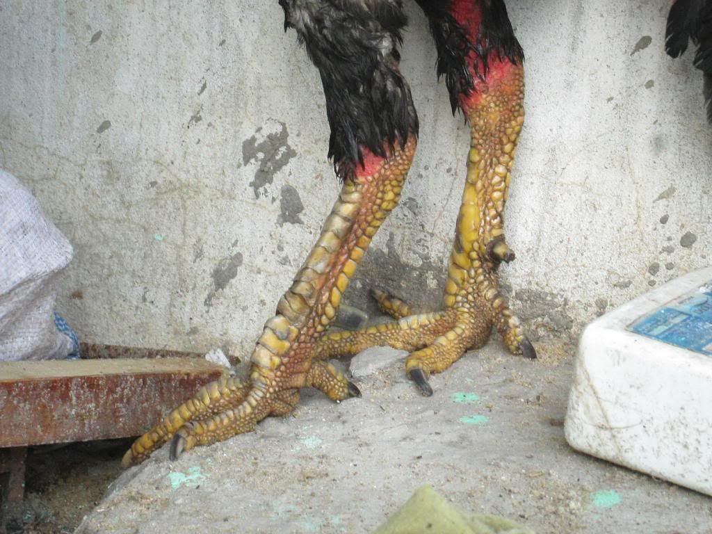 Gà đòn Linh Kê - 2