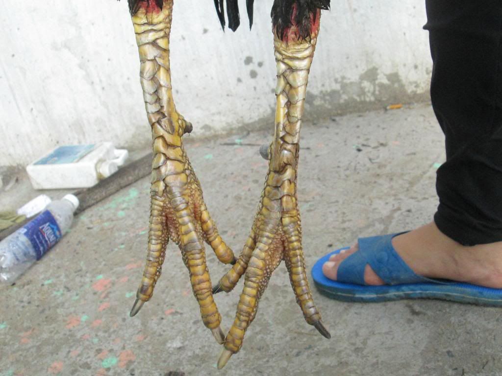 Gà đòn Linh Kê - 3