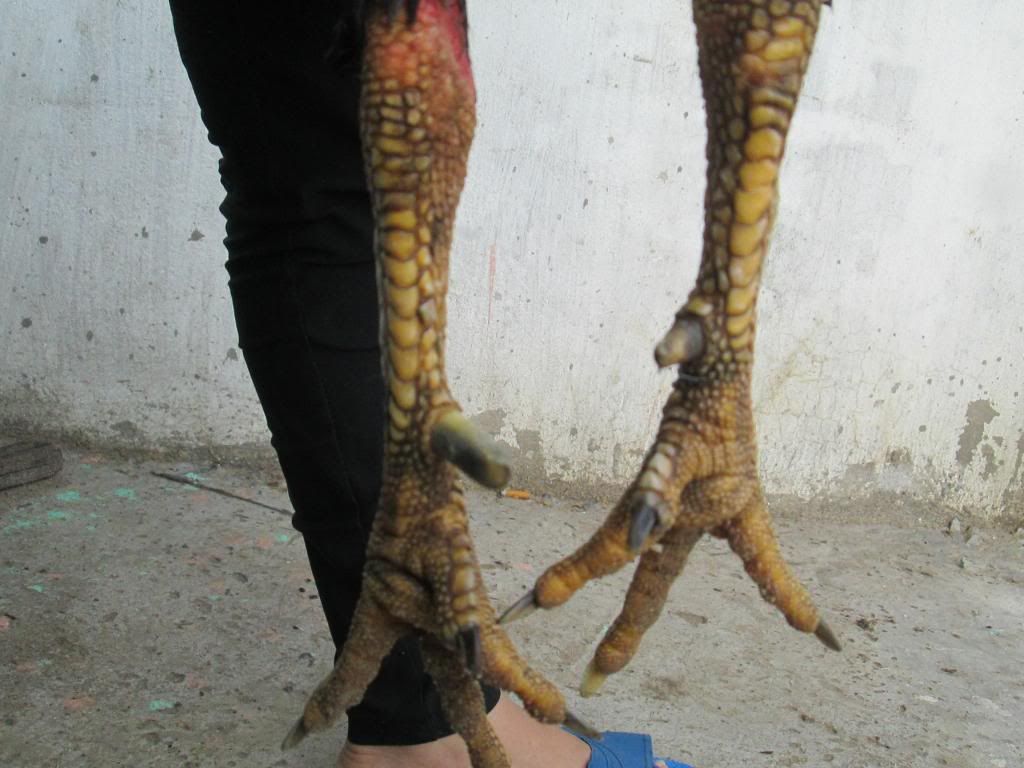 Gà đòn Linh Kê - 4