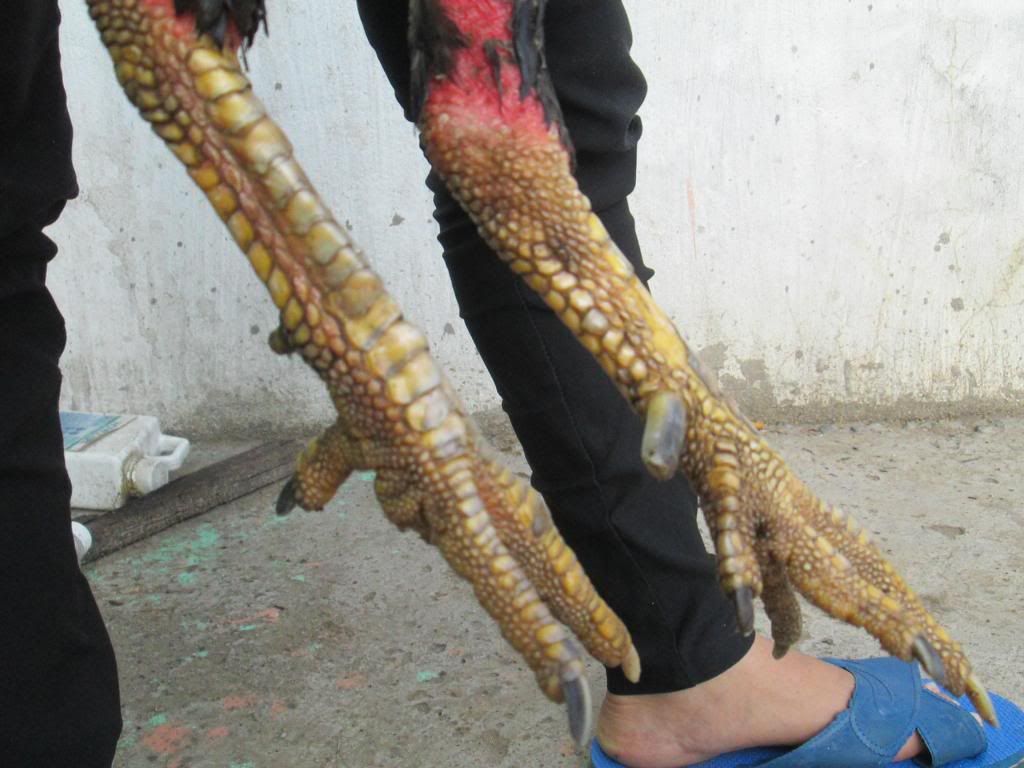 Gà đòn Linh Kê - 5