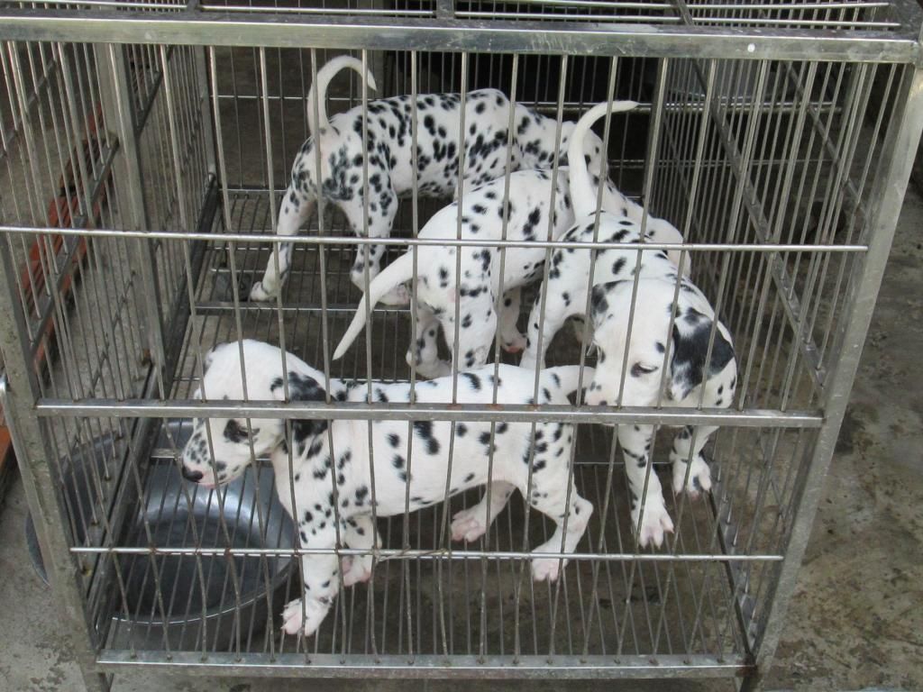 Chó đốm 50 ngày thuần chủng - 1