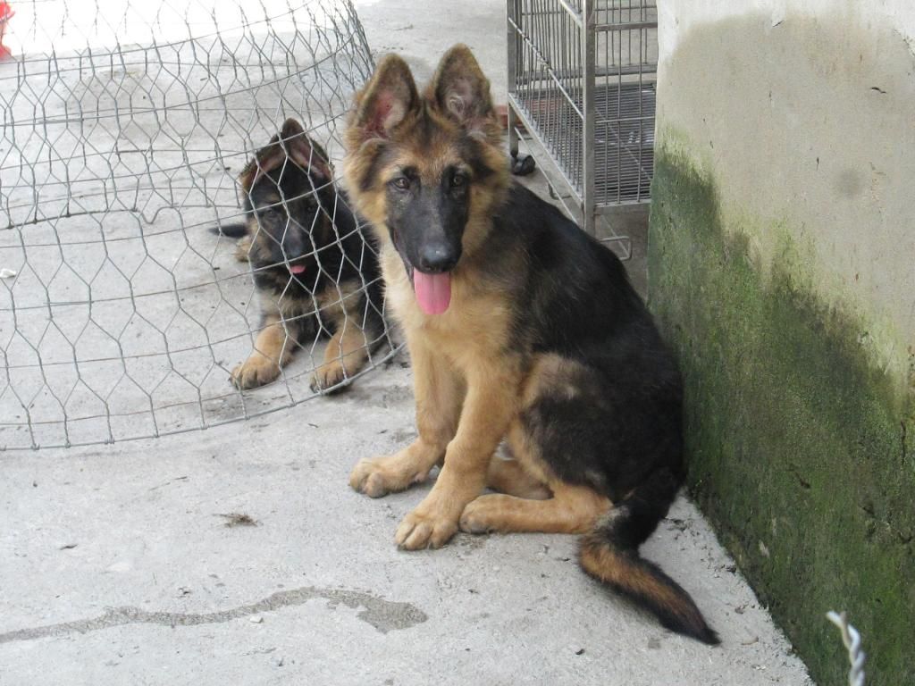 Bán becgie đức thuần chủng - 1