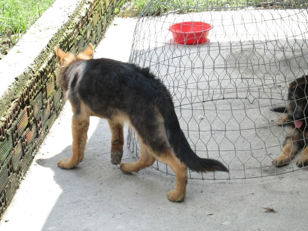 Bán becgie đức thuần chủng - 2