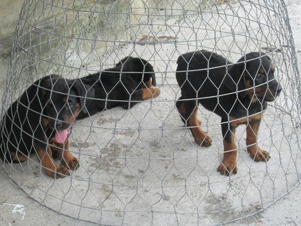 HCM bán rott con 2 tháng đẹp thuần chủng - 1