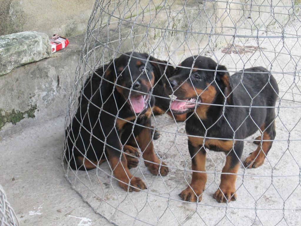 HCM bán rott con 2 tháng đẹp thuần chủng