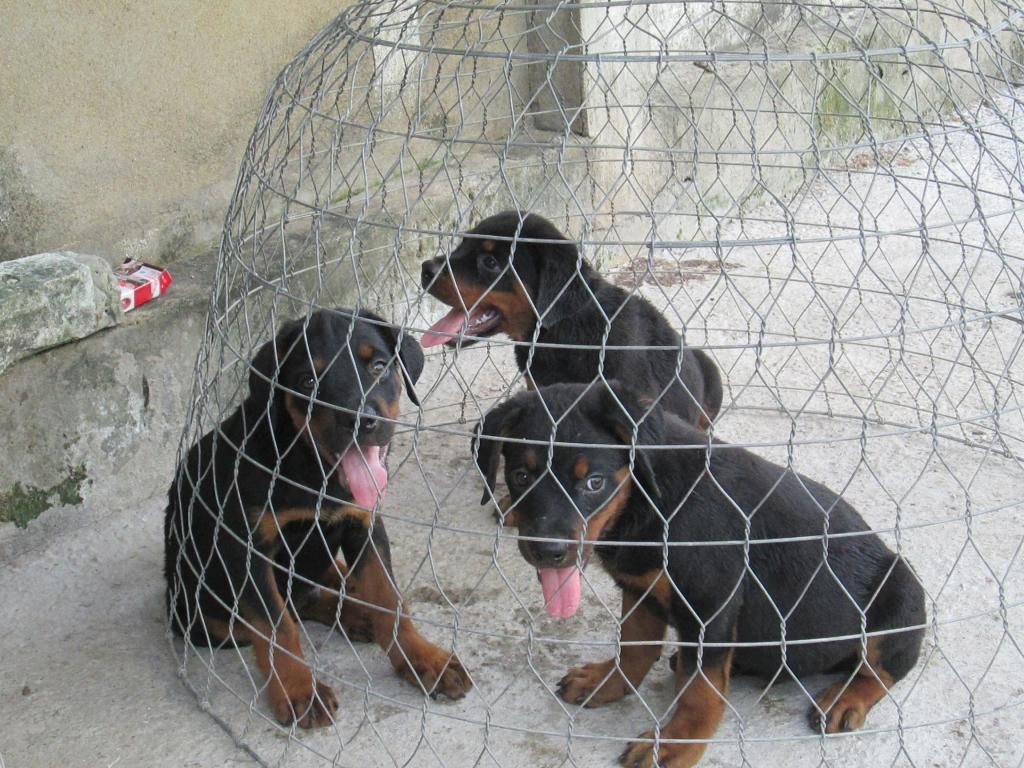 HCM bán rott con 2 tháng đẹp thuần chủng - 3