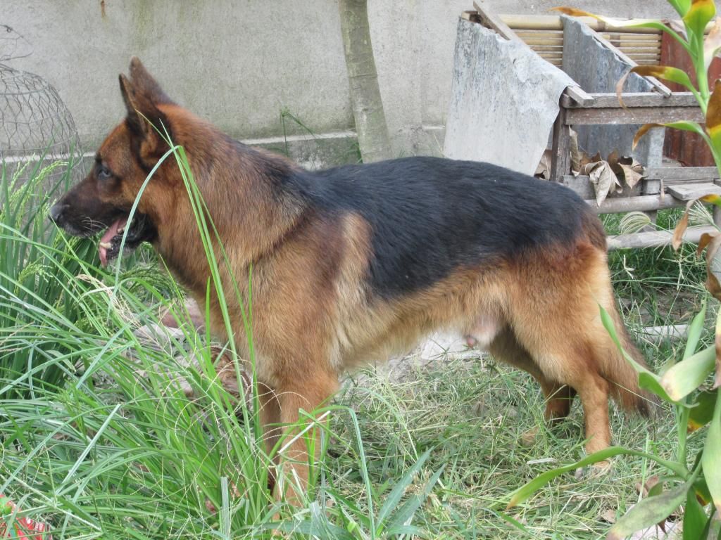 HCM phối giống chó becgie