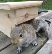 Guest Squirrel