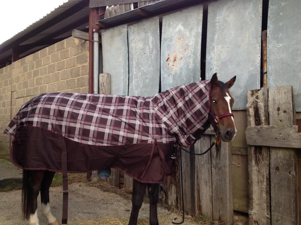 Rugs for chunks and avoiding mane rubbing out on fat neck... Horse