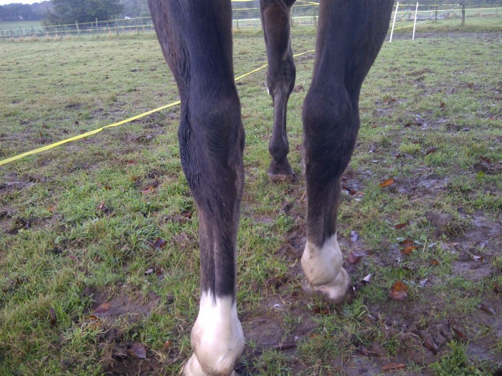 curbed hock??? Horse and Hound Forum