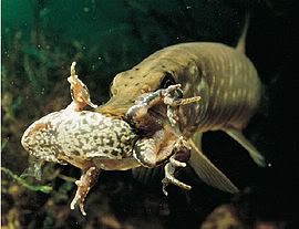 Snoek